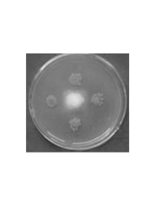 甲基營養型芽孢桿菌